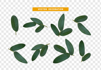 Poster - Leaves from the tree. set of realistic simple petals and leaves. Vector illustration