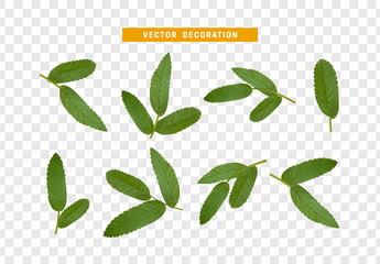 Poster - Leaves from the tree. set of realistic simple petals and leaves. Vector illustration