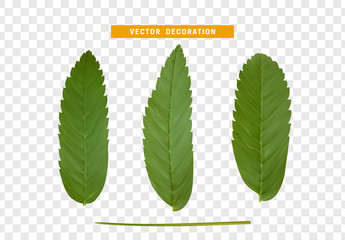 Poster - Leaves from the tree. set of realistic simple petals and leaves. Vector illustration