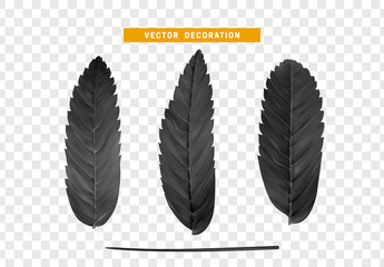 Poster - Leaves from the tree. set of realistic simple petals and leaves. Vector illustration