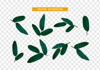 Poster - Leaves from the tree. set of realistic simple petals and leaves. Vector illustration