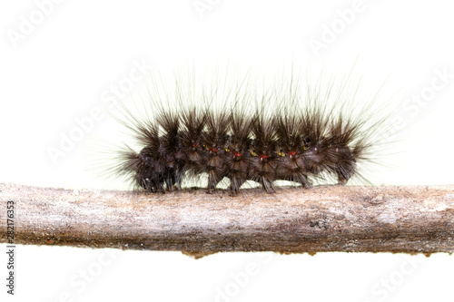 Fotomural Image of Hairy caterpillar on a tree branch on white background