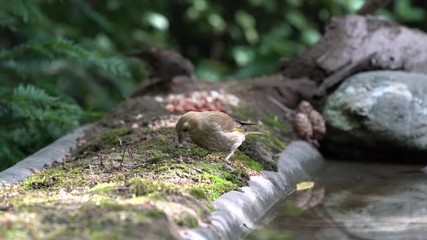 Wall Mural - greenfinch in the garden eating seeds, next to drinking water