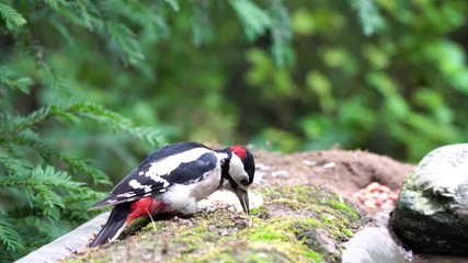 Sticker - the Great Spotted Woodpecker enjoys its bird food