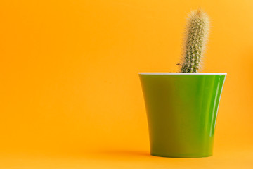 Poster - succulent plant on a yellow background.