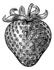 Wall Mural - A strawberry food graphic. Original illustration in a vintage engraving woodcut etching style.