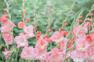 beautiful pink gladiolus flowers outdoor