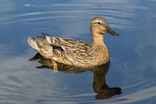 Duck On The Lake