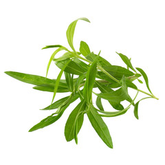 Sticker - Fresh tarragon herbs, Tarragon herbs close up isolated on white background