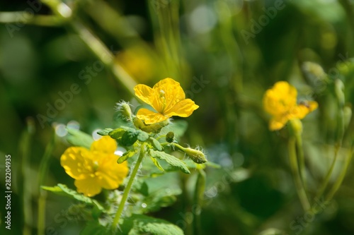 夏の野にクサノオウの黄色い花が咲く Buy This Stock Photo And Explore Similar Images At Adobe Stock Adobe Stock