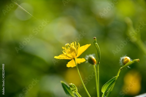 夏の野にクサノオウの黄色い花が咲く Buy This Stock Photo And Explore Similar Images At Adobe Stock Adobe Stock 夏の野にクサノオウの黄色い花が咲く Buy This Stock Photo And Explore Similar Images At Adobe Stock Adobe Stock