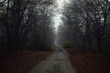 Dark Abandoned Road In The Forest