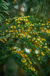 Moody flowers of acacia paradoxa, yellow little buds on dark green background