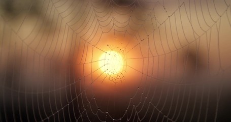 Dewdrops on spider web at sunrise slow motion