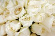 © Kitichai - Beautiful white roses love day wedding day White roses floral Background flowers closeup Texture of delicate rose solid field