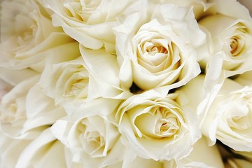 Beautiful white roses love day wedding day White roses floral Background flowers closeup Texture of delicate rose solid field