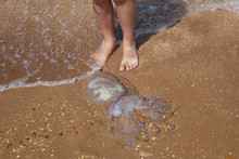 Jellyfish On The Shore Of The Azov Sea