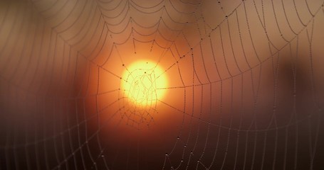 Dewdrops on spider web at sunrise