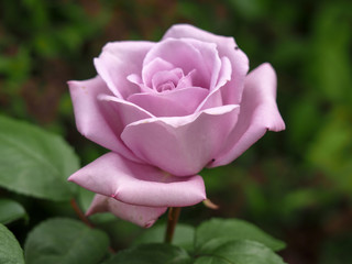 Wall Mural - Closeup of a beautiful rose bloom, variety Blue Moon