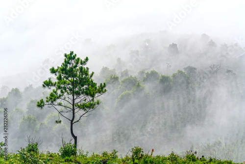 Fototapeta na wymiar The lonely pine tree on the hill below is a pine forest covered with frost so peaceful