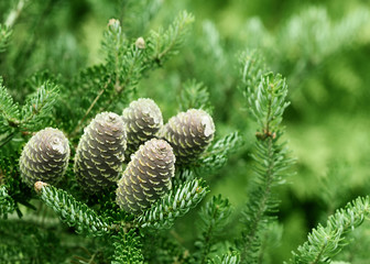 Fir or pine christmas and new year holiday green  background