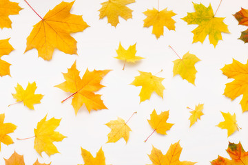 Wall Mural - Autumn background with yellow maple leaves randomly falling