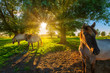 Konik horses grazing in nature in summer with bright evening sunlight on a green pasture with trees