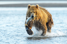 Grizzly Bear (Ursus Arctos Horribilis) Running With Coaght Salmon In River, Katmai National Park, USA.