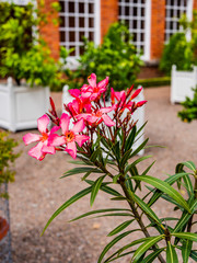 Wall Mural - gardens of hanbury hall estate worcestershire england uk