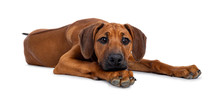 Pretty Rhodesian Ridgeback Pup Laying Down. Looking Beside Lens With Brown Eyes. Isolated On White Background. Head Resting On Paws.