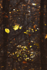 Poster - Fall backdrop. Branches of trees with autumn leaves