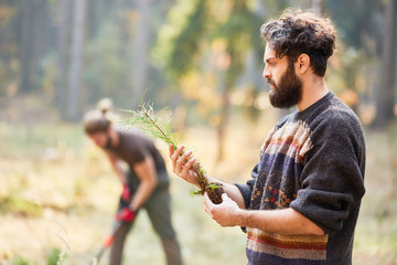 Wall Mural - Forest worker looks at a pine seedling