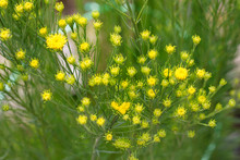 Natural Background Of Small Yellow Wildflowers