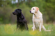 Two Labrador Retriever Dogs On The Meadow