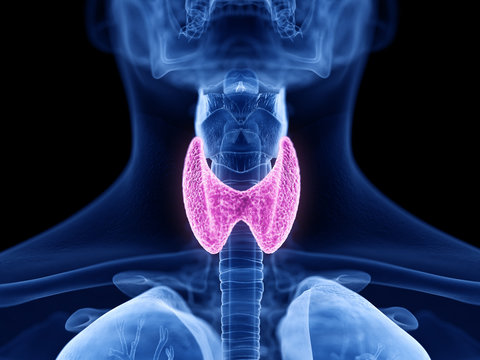 3d rendered medically accurate illustration of the thyroid gland