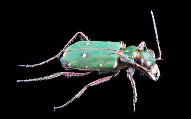 forest green tiger beetle isolated on black