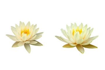 Wall Mural - Thai Lotus Flower is separated into the background.