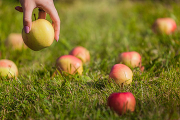 ripe red apples fell on the grass, female hand gathers fruit, harvest of apples, pick up an apple