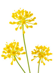 Poster - Wild fennel flowers