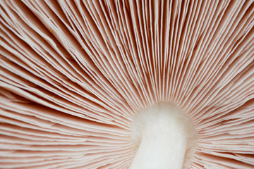 abstract nature background texture of mushroom plants