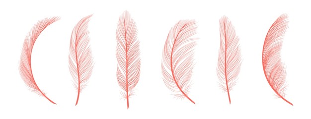 trendy coral feathers. vector pink fallen feathers isolated on white background. exotic feather bird