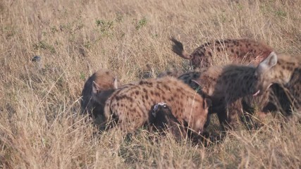 Wall Mural - close up of a hyena pack feeding at masai mara national reserve in kenya, africa- 4K 60p