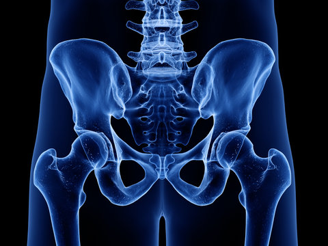 3d rendered medically accurate illustration of the skeletal hip