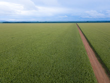 Aerial Droneview Of Cornfield And Dirt Road In Clear Summer Day. Agriculture, Harvest And Farm Concept. Genetically Modified And Transgenic Corn For Export, Produced In Mato Grosso, Brazil.