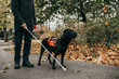 Mature blind man with a long white cane walking in park with his guide dog.