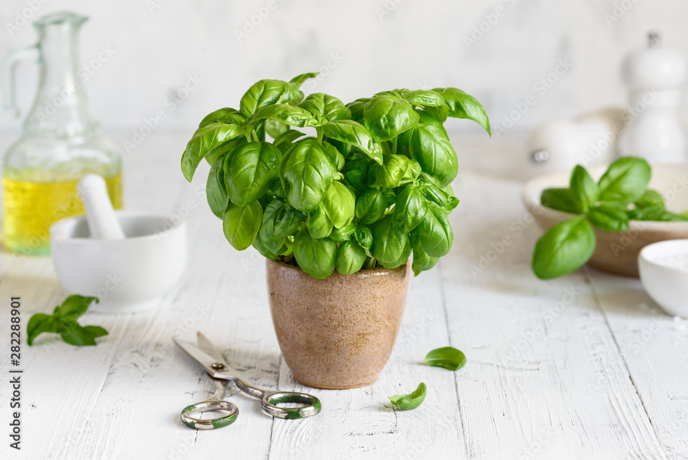 Fresh homemade basil in a pot on a white background. Home grown basil. Pesto sauce ingredients. Selective focus - obrazy, fototapety, plakaty 