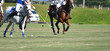 Horse Polo Player protect a polo ball.