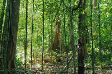 view of beautiful and mystical untouched jungle of French Guiana. mossy tree branches and plants on green rainforest background.