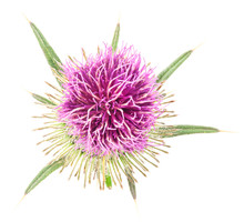 Thistle Flower Isolated On White Background