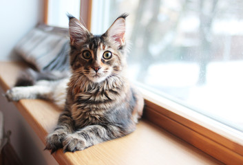 Wall Mural - portrait of a beautiful adorable young maine coon kitten cat sitting on a window sill  